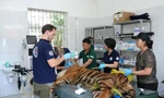 Chuyên gia nước ngoài kiểm tra sức khỏe 7 cá thể hổ đang nuôi cứu hộ tại Phong Nha-Kẻ Bàng 