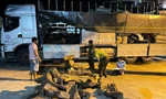 Quảng Bình: Bắt giữ lượng lớn gỗ thuộc nhóm thực vật rừng nguy cấp, quý hiếm 