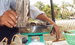 Đi tìm sự thật chuyện “ngậm ngải ở xứ trầm”