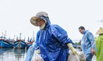Ngư dân Đà Nẵng đánh bắt gần bờ, thu tiền triệu sau bão