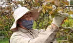 Hết tháng Giêng, nhà vườn vẫn 'bão đơn' nhận chăm mai sau Tết