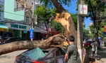 Cây xanh bất ngờ ngã đổ đè trúng ô tô trên đường ở Đà Nẵng