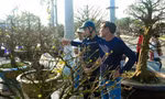 Nhiều người tấp nập đi xem gốc mai độc lạ vừa 'trình làng' 