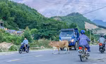 Đà Nẵng: Trâu bò nghênh ngang, người đi đường sốt vó 