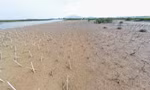Vì sao rừng ngập mặn Hà Tĩnh 'chết' hàng loạt?
