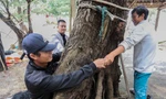 Tận thấy rừng phi lao cổ thụ, 4 người ôm một gốc không xuể