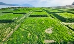 Mê mẩn bãi rêu xanh mướt lần đầu xuất hiện ở 'cung đàn trời' Hà Tĩnh