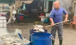 Hàng tấn cá chim chết nổi trắng hồ ở Hà Tĩnh
