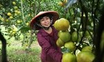 Chiêm ngưỡng vườn cam tiền tỷ sắp vào vụ Tết 