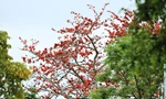 Mê mẩn những cây hoa gạo cổ thụ bung nở trên quê hương Đại thi hào Nguyễn Du