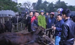 Nhộn nhịp phiên chợ trâu, bò lớn nhất Hà Tĩnh ngày cuối năm
