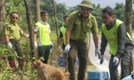 Tái thả nhiều cá thể động vật hoang dã, nguy cấp về rừng