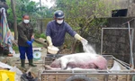 Hà Tĩnh: 'Nội bất xuất, ngoại bất nhập' để tránh dịch tả lợn châu Phi lan rộng