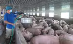 Giá lợn hơi biến động thất thường khiến nhiều hộ chăn nuôi bỏ nghề 