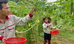 Nhà nông trẻ kiếm tiền tỉ từ mướp đắng rừng 
