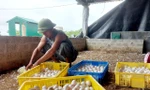 Ông Trần Văn Dương thu nhặt trứng từ đàn vịt đẻ