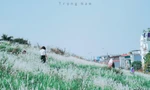Triền đê Long Biên tràn ngập cỏ lau trắng muốt, giới trẻ Hà Nội xúng xính tới check-in