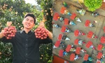 Độc lạ Bắc Giang: Tour du lịch hái vải đêm giá rẻ, du khách được ăn vải thoả thích