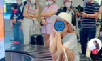 Tìm ra danh tính cô gái ngồi trên băng chuyền hành lý tại sân bay: Có thể sẽ bị cấm bay!