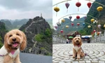 Chàng trai trẻ đưa cún cưng đi du lịch Hang Múa, ai ngờ chú chó "chiếm" trọn spotlight!