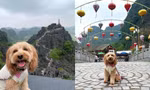 Chàng trai trẻ đưa cún cưng đi du lịch Hang Múa, ai ngờ chú chó "chiếm" trọn spotlight!
