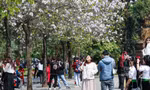 Cuối tuần, đông nghẹt người chen chân chụp ảnh với hoa ban Tây Bắc