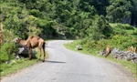Cao Bằng liên tiếp xuất hiện động vật kỳ lạ: Hết chuột túi lại đến lạc đà