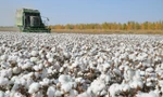 Một cánh đồng bông ở Tân Cương