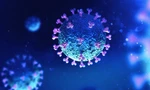 Hình ảnh virus corona