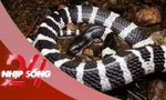 NHỊP SỐNG 24: Rắn bò trong điều hòa ra cắn bé gái: Tại sao rắn hay chui vào điều hòa? 
