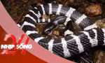 NHỊP SỐNG 24: Rắn bò trong điều hòa ra cắn bé gái: Tại sao rắn hay chui vào điều hòa? 