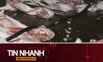 TIN NHANH: Cá biển có màu đỏ; Lời khai của các đối tượng giết mổ, tiêu thụ lợn bệnh