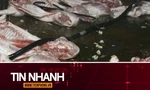 TIN NHANH: Cá biển có màu đỏ; Lời khai của các đối tượng giết mổ, tiêu thụ lợn bệnh