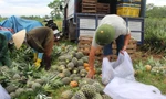 Giá dứa rớt thê thảm, nông dân mỏi mắt chờ thương lái