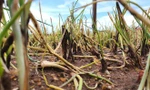 Xót xa hàng nghìn ha rau ở Nghệ An chết rũ ngoài đồng