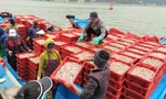 Ngư dân 'trúng đậm' mẻ cá cơm gần bờ lớn nhất từ trước tới nay