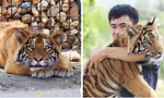 Xôn xao hình ảnh du khách 'bế' hổ như thú cưng ở Nghệ An