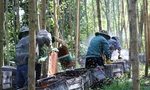 Rong ruổi nghề nuôi ong du mục, kiếm tiền từ những mùa hoa