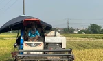 Thu hoạch lúa dưới nắng nóng như 'chảo lửa'