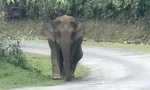  Voi rừng xuất hiện trên đường tỉnh lộ ở Nghệ An