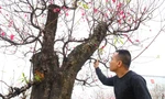 Đào cổ thụ trăm tuổi giá bán 120 triệu đồng chơi Tết