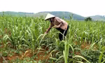 Phá thế độc canh từ mô hình trồng xen cây họ đậu mang lại hiệu quả kinh tế