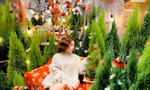 Cặp đôi tùng thơm, sơn tùng hút khách mùa Giáng sinh