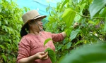 Vào mùa 'đếm lá thu tiền', nông dân thu tiền triệu mỗi ngày