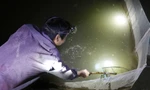 Theo chân người dân rọi đèn vớt đặc sản ùn lên từ đất, kiếm tiền triệu mỗi đêm