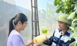 Chàng kỹ sư điện 9x về quê trồng dưa lưới, thành công ngay lần đầu khởi nghiệp