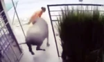 Trâu điên húc bà chủ gãy 4 xương sườn