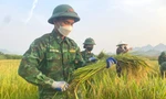  Bộ đội Biên phòng ‘cõng nắng’ giúp dân thu hoạch lúa 