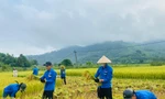 Công an, thanh niên đội nắng xuống đồng giúp người dân gặt lúa