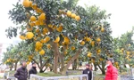 Cây bưởi Diễn thế Tam đa cao hơn 4m, giá 80 triệu đồng xuống phố 'chơi Tết'